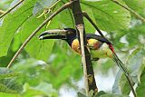 Collared Aracari